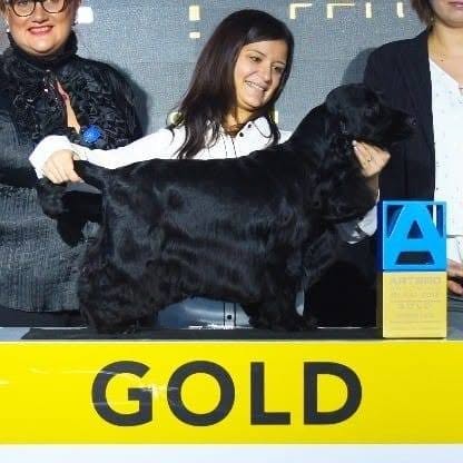 Jennifer Rodríguez recogiendo el premio Gold del concurso Artero con un cocker spaniel