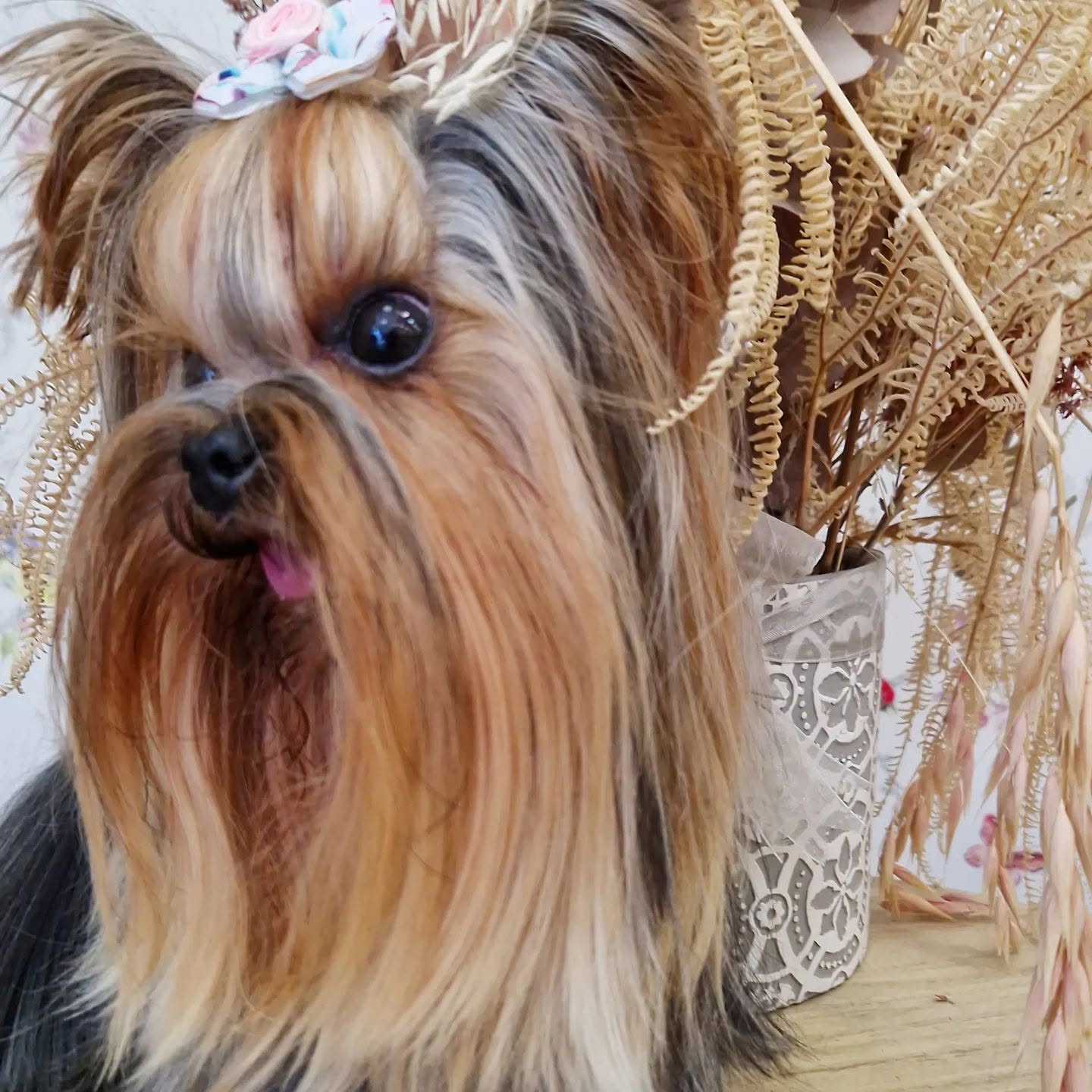 Servicio de Tratamientos para perros en Valencia