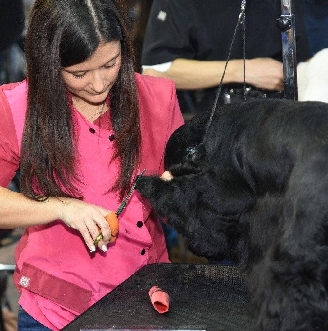 Jennifer trabajando el manto de un cocker spaniel en el salón