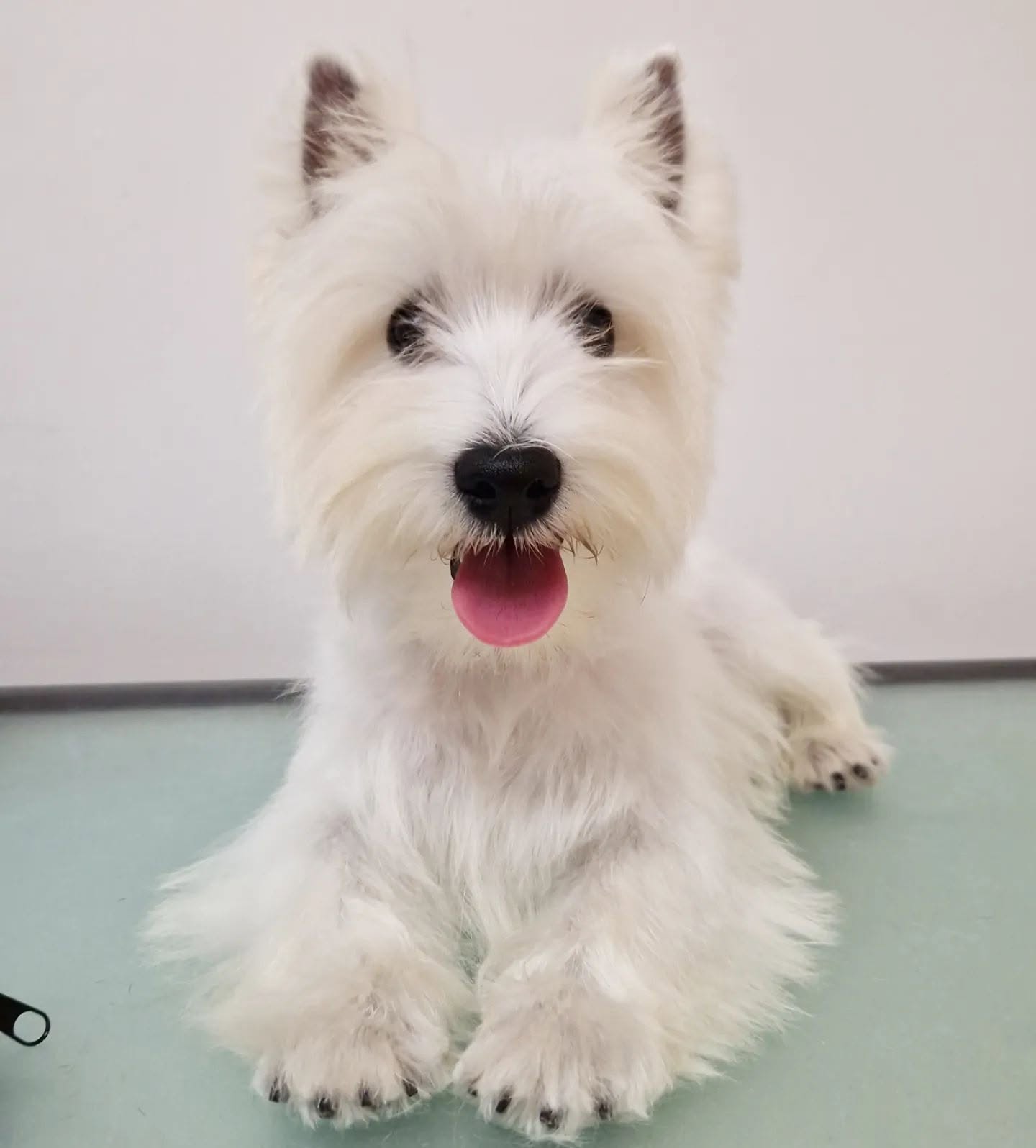 Servicio de Stripping para perros en Valencia