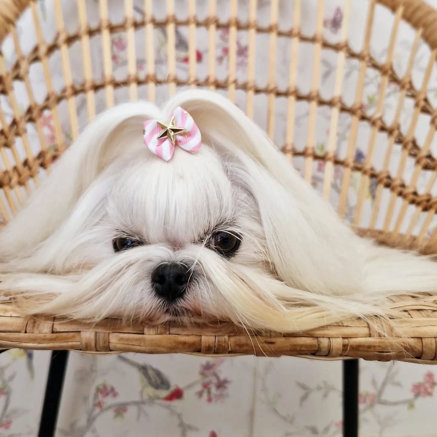 Servicio de Baño para perros en Valencia