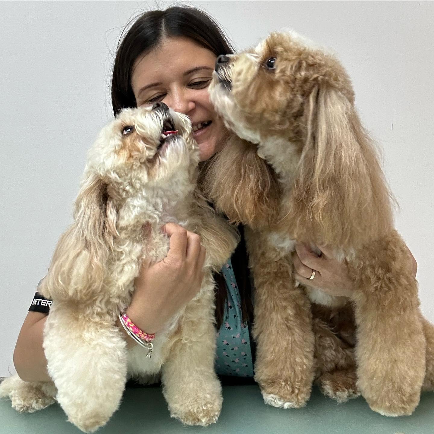 Servicio de Cachorros para perros en Valencia