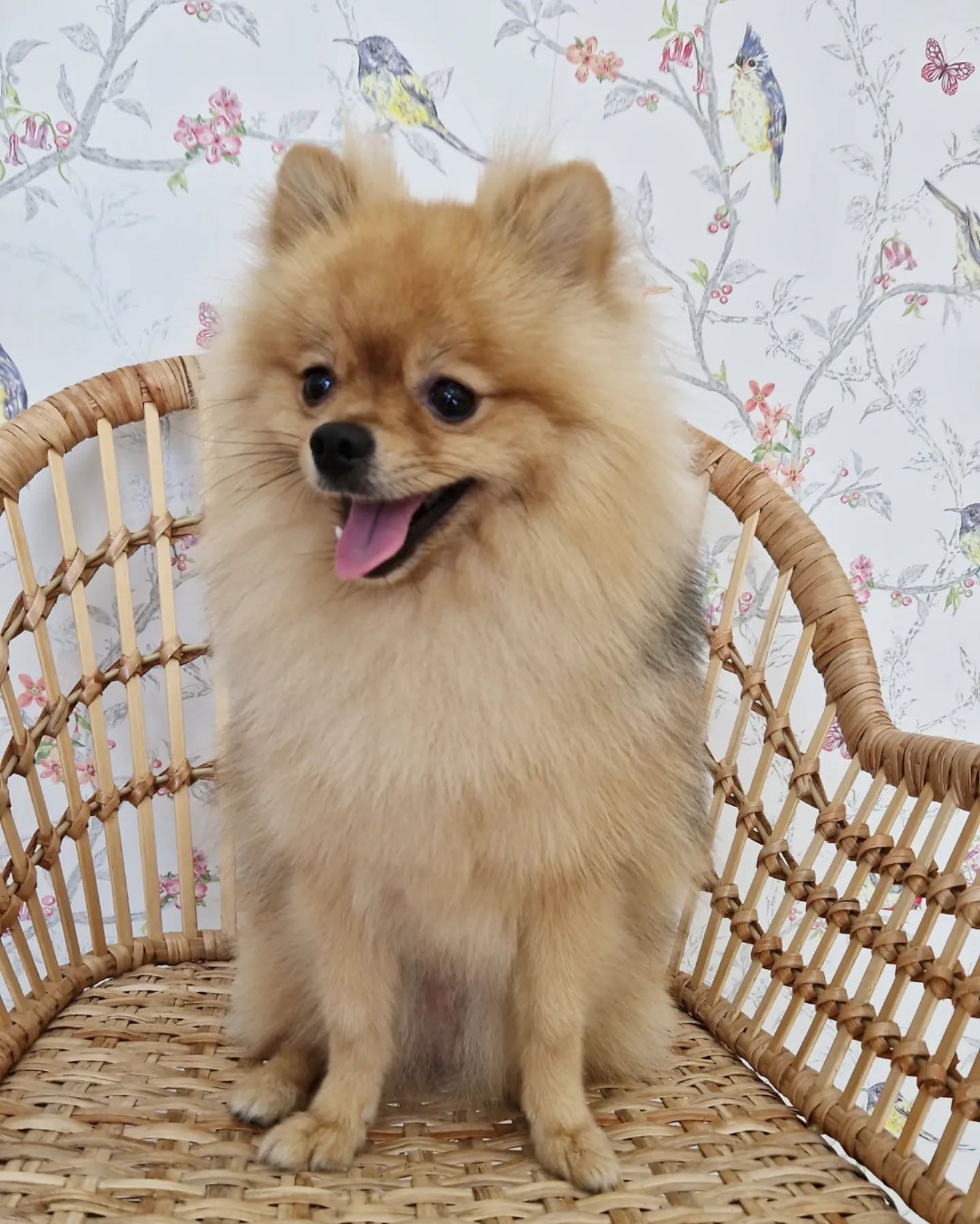 Servicio de Corte comercial para perros en Valencia