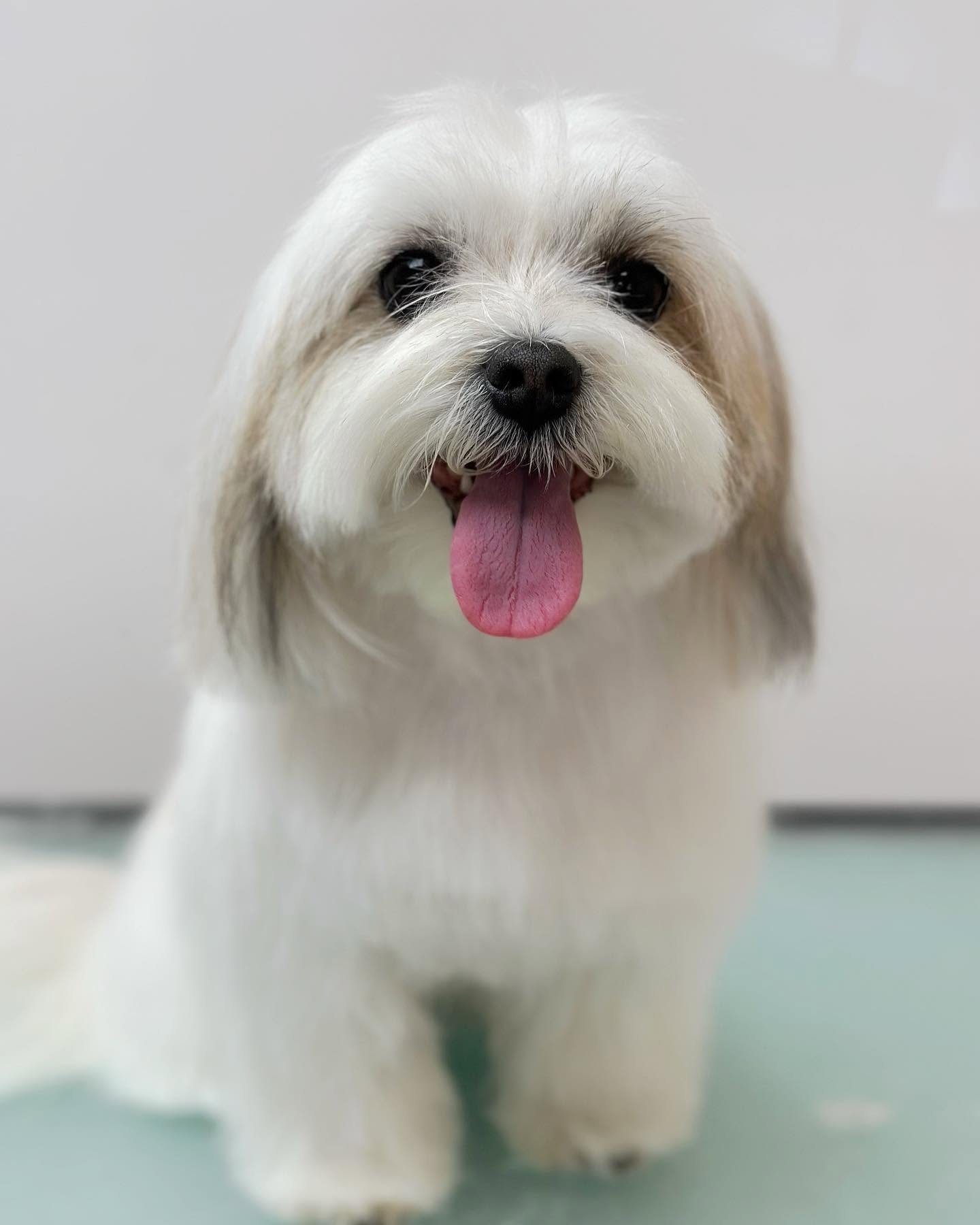 Servicio de Baño + arreglo para perros en Valencia